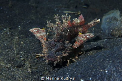 Demon stinger (Inimicus didactylus) is also known as Gobl... by Marina Kudrya 